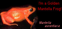 I'm a Golden Mantella Frog!