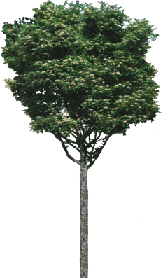 A picture of a tree